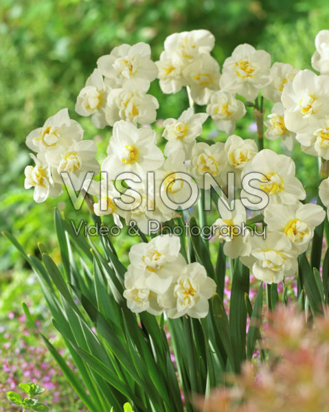 Narcissus Cheerfulness