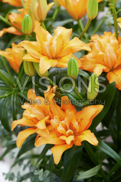 Lilium Orange Twins Lilium Orange Twins