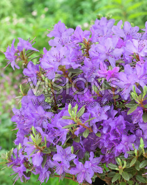 Rhododendron Saint Merryn Rhododendron Saint Merryn