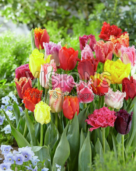 Gemengde tulpen