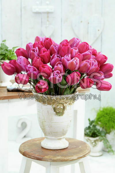 Gemengde tulpen