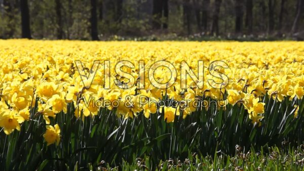 VIDEO Daffodil veld
