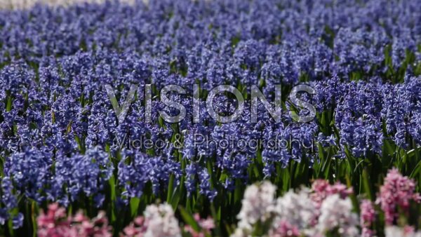 VIDEO Hyacinth field