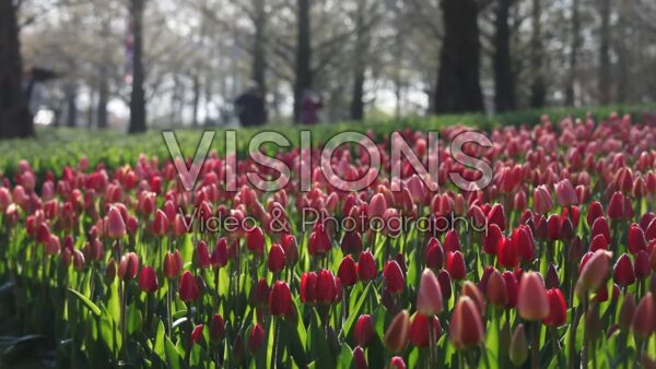 VIDEO Tulipa Delight mixed