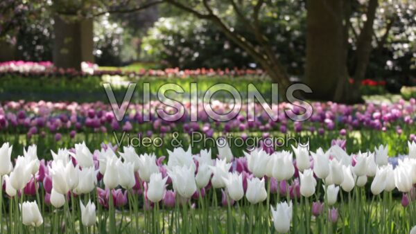 VIDEO Spring garden