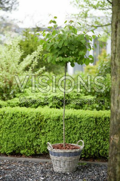 Cercidiphyllum japonicum JWW4 Glowball ® Cercidiphyllum japonicum JWW4 Glowball ®
