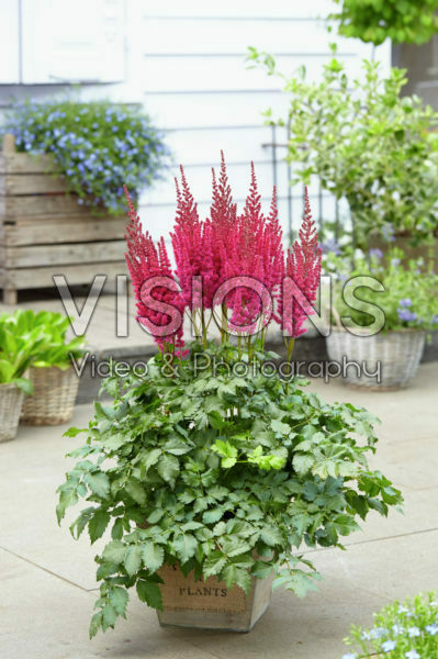 Astilbe chinensis Partiezz™ Karaoke Party