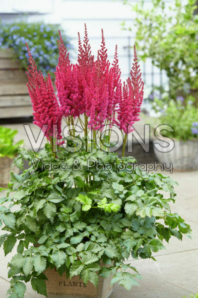 Astilbe chinensis Partiezz™ Karaoke Party