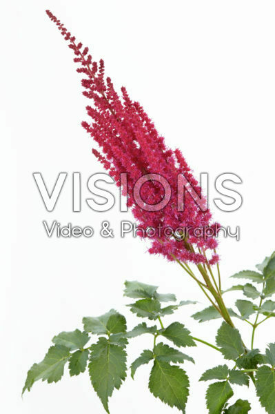 Astilbe chinensis Partiezz™ Karaoke Party Astilbe chinensis Partiezz™ Karaoke Party