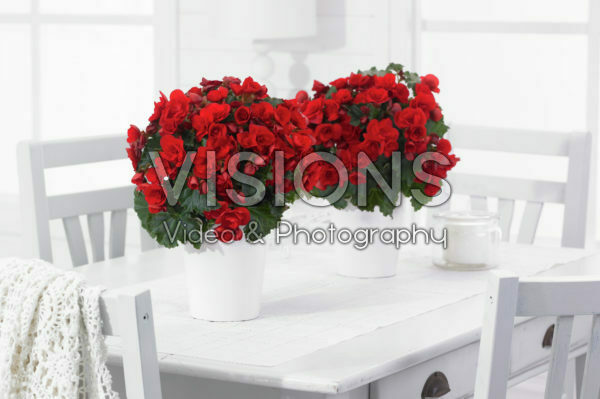 Begonia Vermillion Red Begonia Vermillion Red
