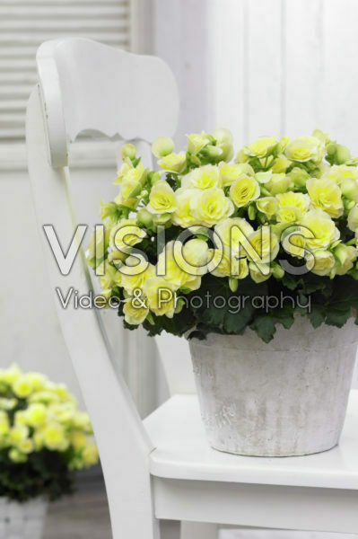 Begonia Glory Lemon Begonia Glory Lemon