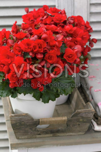 Begonia Vermillion Red Begonia Vermillion Red