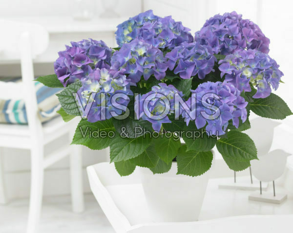 Hydrangea blue Hydrangea blue