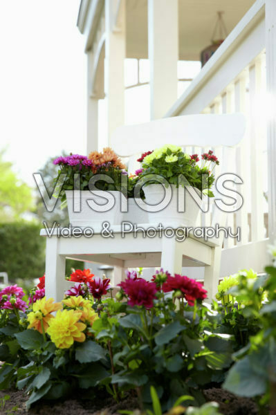 Dahlia LaBella® Grande, Piccolo Dahlia LaBella® Grande, Piccolo