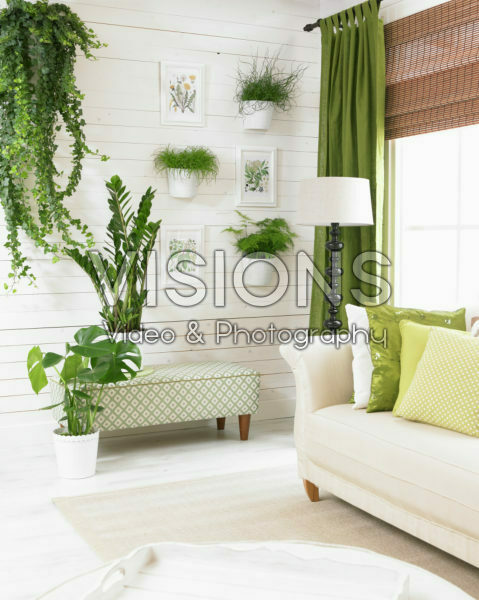 Indoor plants Indoor plants