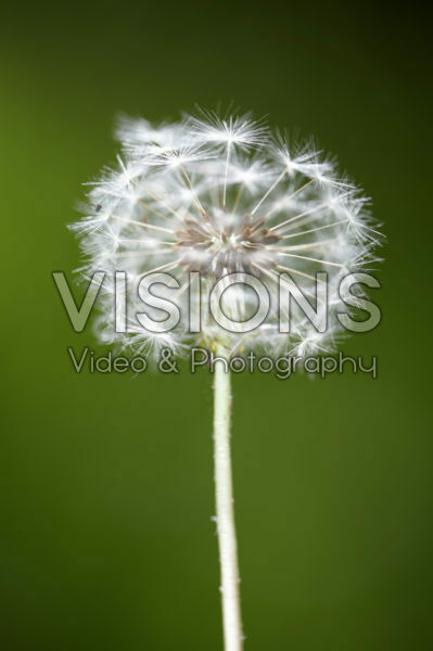 Taraxacum officinale, zaad