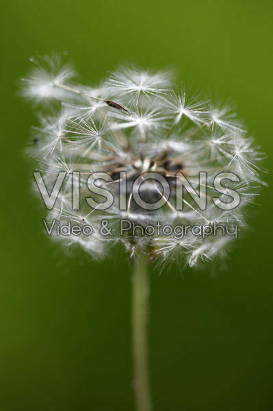 Taraxacum officinale, zaad