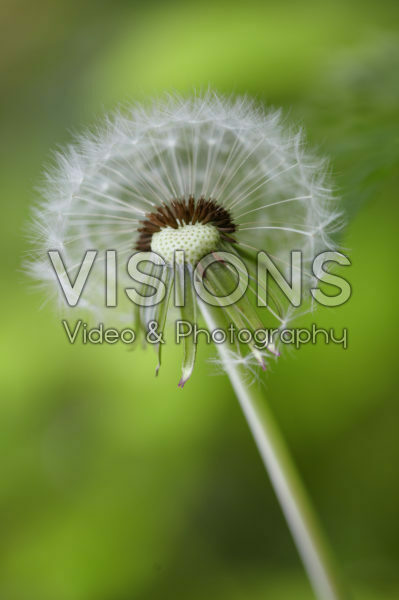 Taraxacum officinale, zaad