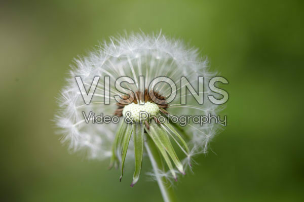 Taraxacum officinale, zaad