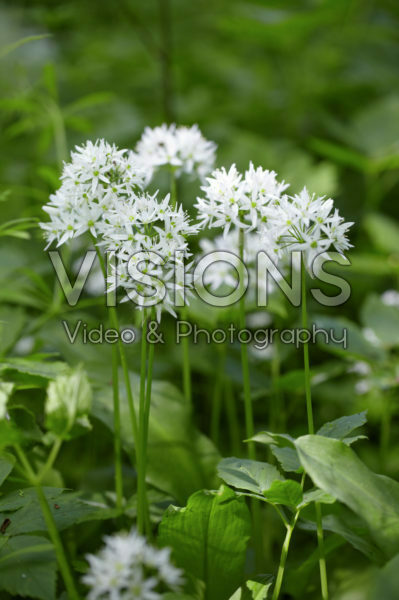 Allium ursinum