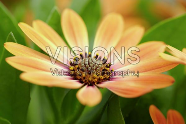 Osteospermum ecklonis Astra Orange Sunrise Osteospermum ecklonis Astra Orange Sunrise