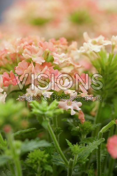 Verbena peruviana Venturi® Peach Verbena peruviana Venturi® Peach