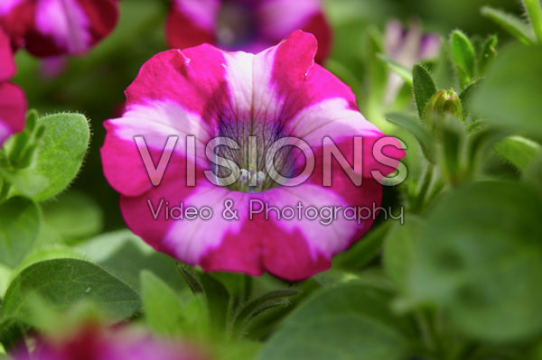 Petunia Mini Blast Rose