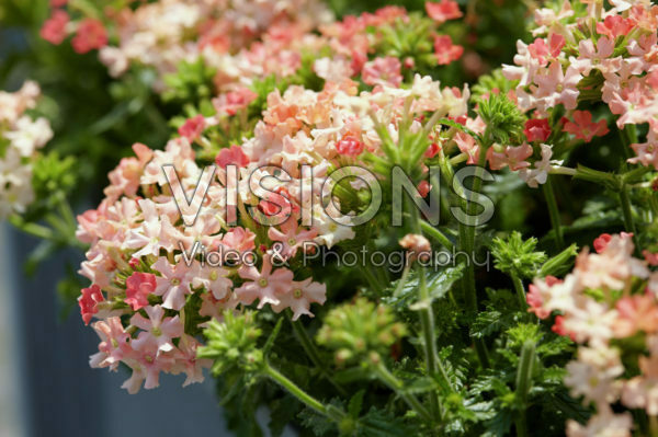 Verbena peruviana Venturi® Peach Verbena peruviana Venturi® Peach