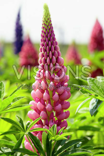 Lupinus Gallery Rose Shades Lupinus Gallery Rose Shades