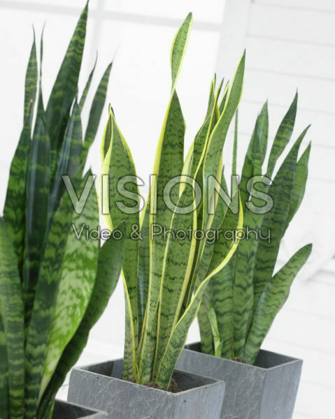 zimmerpflanzen ebay Zimmerpflanzen-Set fr kleine Rume (x3) - Clusia rosea princess,  nephrolepis duffi, sansevieria