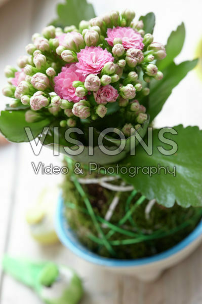 Kalanchoe kokedama bal