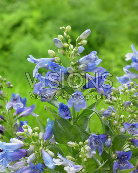 Penstemon barbatus Pinacolada Blue Shades Penstemon barbatus Pinacolada Blue Shades