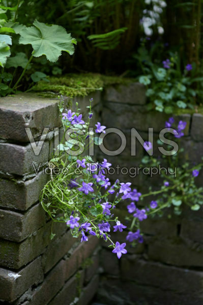 City Garden, Campanula