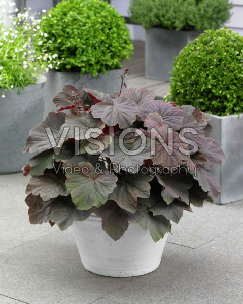 Heuchera XXL Heuchera XXL