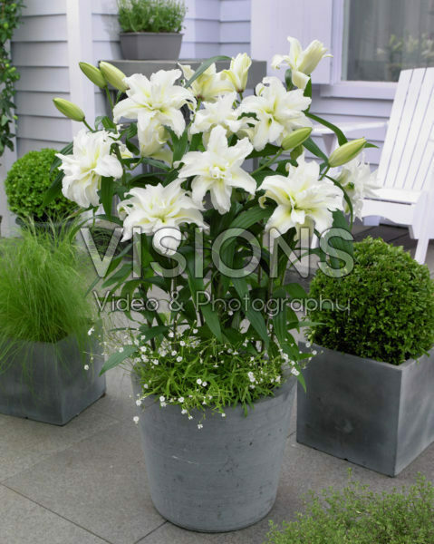 Roselily Carolina ® Roselily Carolina ®