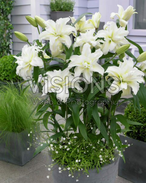 Roselily Carolina ® Roselily Carolina ®