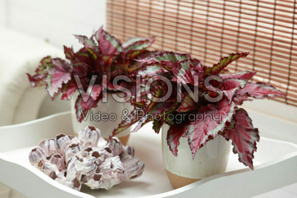 Begonia Magic Colours