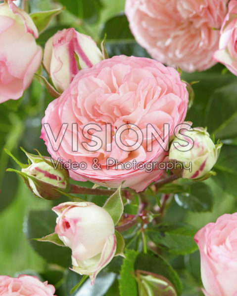 Rosa Mini Eden Rose Rosa Mini Eden Rose