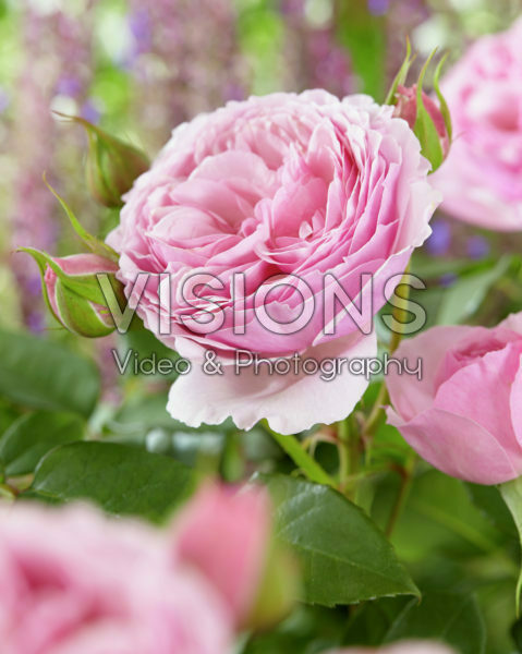 Rosa Gartentraume ® Rosa Gartentraume ®