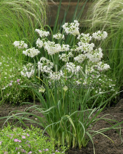 Allium cernuum White Dwarf
