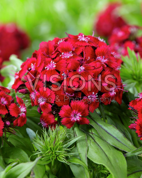 Dianthus barbatus red