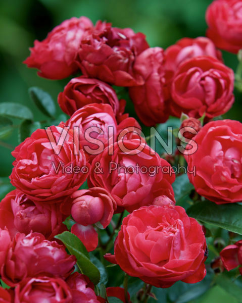 Rosa Morsdag Rosa Morsdag