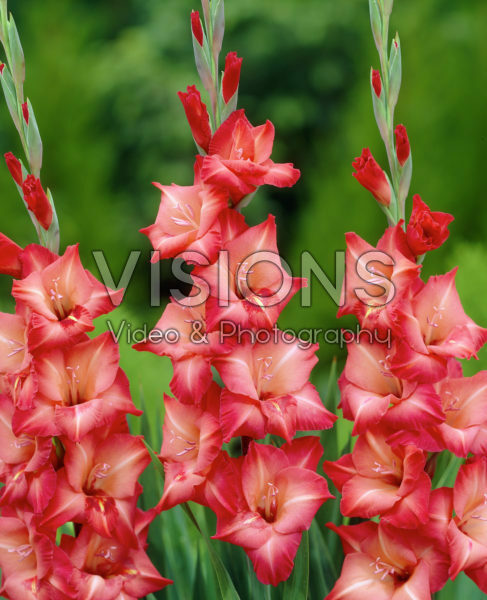 Gladiolus Antica Gladiolus Antica