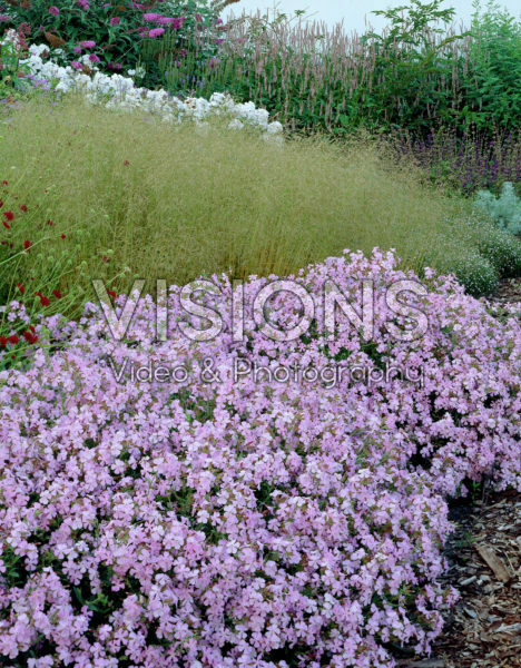 Saponaria x lempergii Max Frei Saponaria x lempergii Max Frei