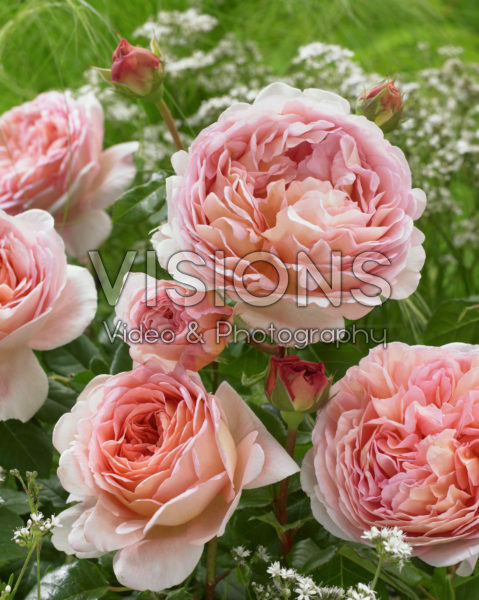 Rosa Abraham Darby ®