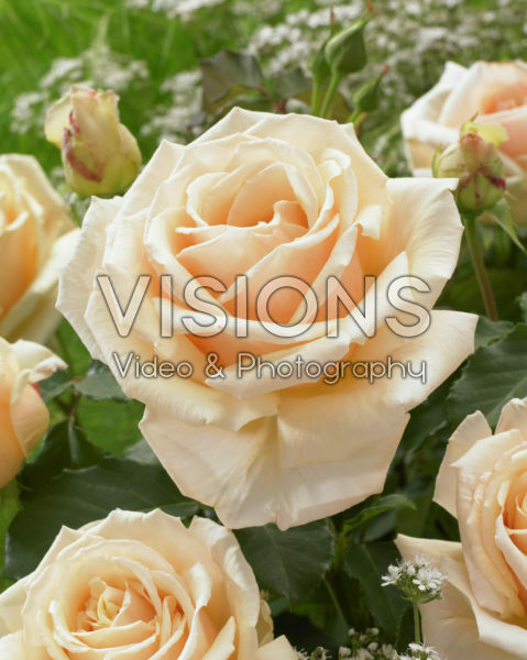 Rosa Diamond Jubilee