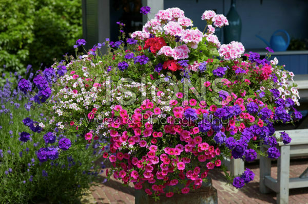 Summer plants on pot