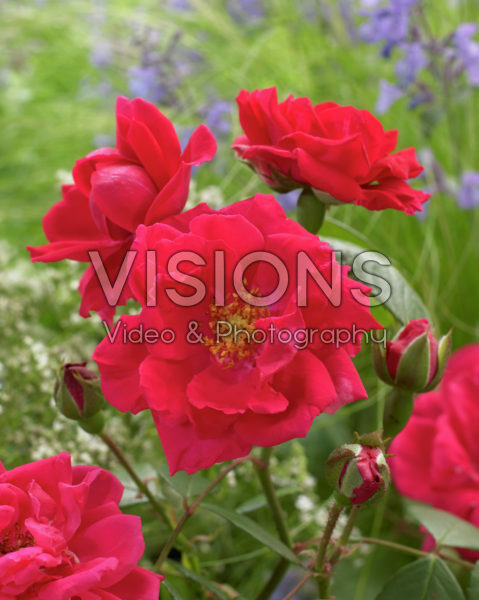 Rosa Paul's Scarlet Climber