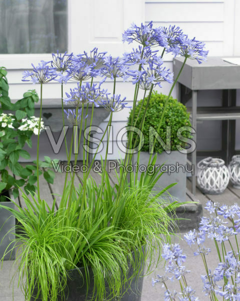 Agapanthus Dr. Brouwer