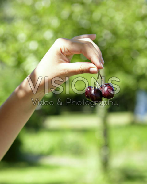 Hands holding cherries